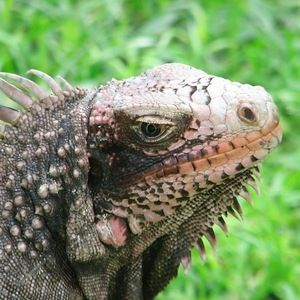 Meet your Posher, Rhonda